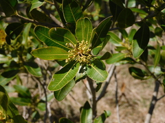 Lithraea brasiliensis