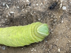 Paonias excaecata