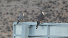 Falco femoralis
