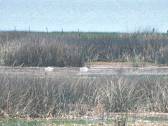 Cygnus melancoryphus