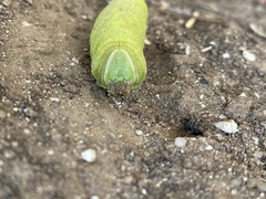 Paonias excaecata