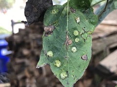 Pachypsylla celtidisasterisca