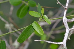 Cocculus diversifolius