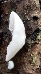 Crepidotus applanatus