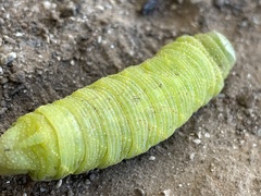 Paonias excaecata
