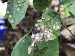 Pachypsylla celtidisasterisca