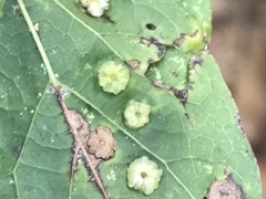 Pachypsylla celtidisasterisca