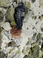 Holothuria atra