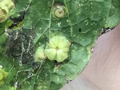 Pachypsylla celtidisasterisca