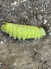Paonias excaecata