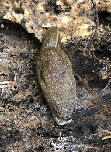 Parmella planata observed 2022-10-12