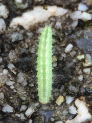 Emmelina