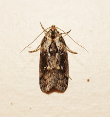 Philobota baryptera