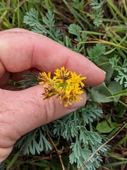 Solidago spathulata