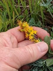 Solidago spathulata