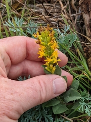 Solidago spathulata