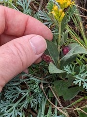 Solidago spathulata