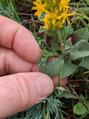Solidago spathulata