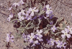 Matthiola tricuspidata