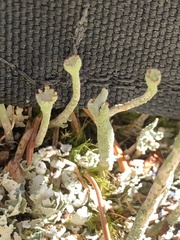 Cladonia cornuta