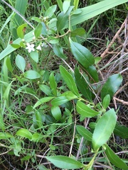 Myoporum petiolatum