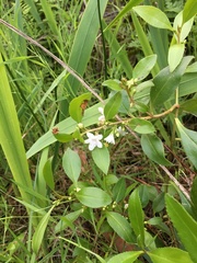 Myoporum petiolatum