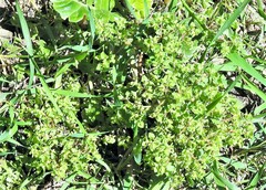 Euphorbia peplus