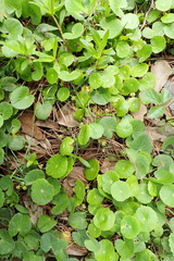 Hydrocotyle umbellata