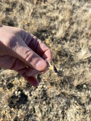 Melanoplus gladstoni