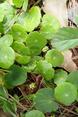 Hydrocotyle umbellata