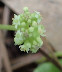 Hydrocotyle umbellata