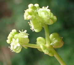 Hydrocotyle umbellata