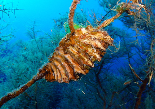 Foliate Oyster