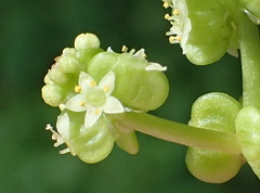 Hydrocotyle umbellata