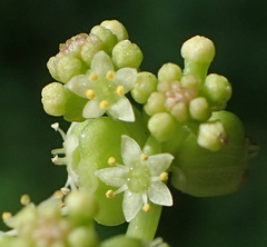 Hydrocotyle umbellata