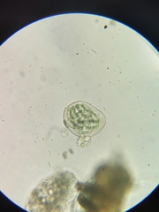 Nostocaceae