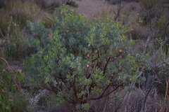 Arctostaphylos glauca