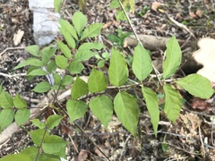 Wisteria sinensis