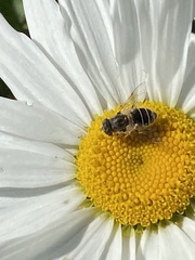 Eristalis arbustorum