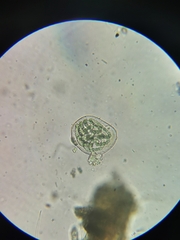 Nostocaceae
