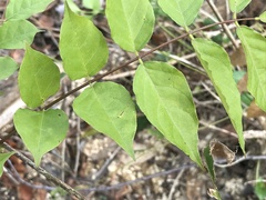 Wisteria sinensis