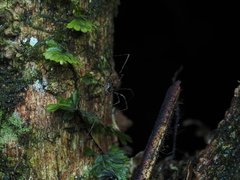 Forsteropsalis pureora