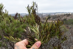Ornithostaphylos oppositifolia