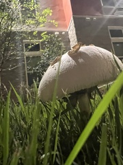 Chlorophyllum