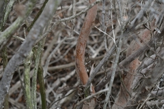 Ornithostaphylos oppositifolia