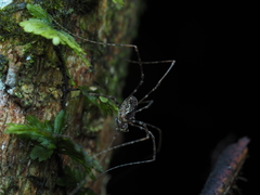 Forsteropsalis pureora