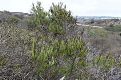 Ornithostaphylos oppositifolia