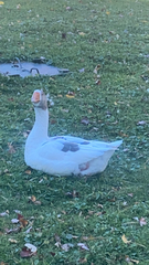 Anser anser domesticus × anser cygnoides domesticus