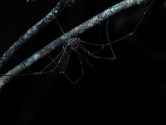 Forsteropsalis pureora