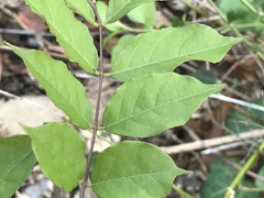 Wisteria sinensis